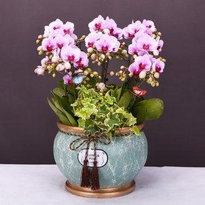 盆栽花卉 贈(zèng)予自然的詩意，傳遞情感的芬芳