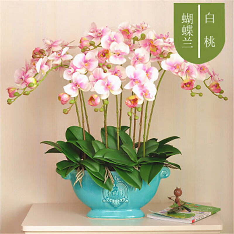 以綠蘋果之姿，獻(xiàn)禮師恩 泰西絲蝴蝶蘭，一份小眾而名貴的匠心之選