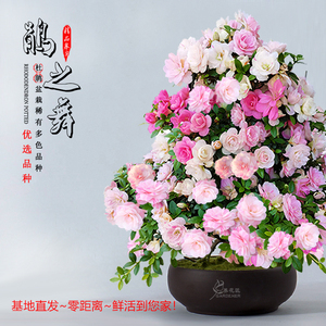 皋月杜鵑 饋贈(zèng)之佳選，禮遇中的芬芳藝術(shù)
