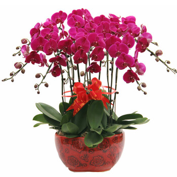 夢(mèng)馨花卉蝴蝶蘭盆栽 年節(jié)雅禮，點(diǎn)綴生活的高雅藝術(shù)