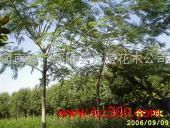 產(chǎn)品相冊(cè)中的花木之美 河南省鄢陵縣誠(chéng)信花木公司禮品花卉鑒賞