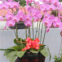 青州萬(wàn)佳花卉 禮贈(zèng)自然之美，花卉傳遞溫情